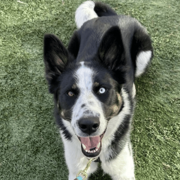 This is Wendy, a black and White 2 yr old, 63 lbs mixed breed. She has the body structure of a shepherd. Available for adoption at Wallis Annenberg PetSpace in Playa Vista, CA
